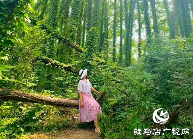 駐馬店現(xiàn)“原始森林”奇觀 絕美景色邀您來打卡