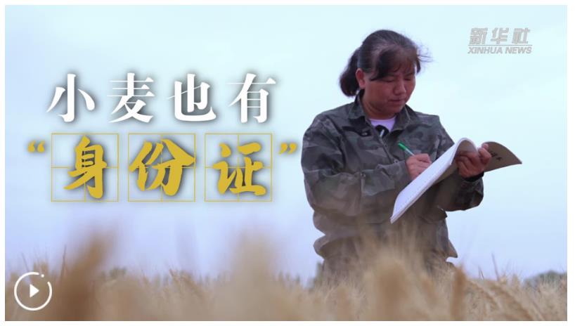 麥田里的中國(guó)智造｜小麥也有“身份證”
