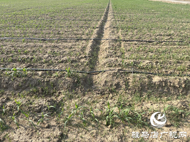 暴雨將至 農(nóng)業(yè)專家提醒：玉米地需疏浚溝渠防內(nèi)澇