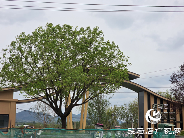駐馬店植物園夏日煥新 文明游園宣傳先行