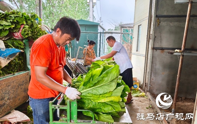 泌陽(yáng)縣郭集鎮(zhèn)：黨旗飄揚(yáng)映金葉 黨建賦能促增收