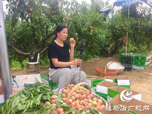 手機(jī)成“新農(nóng)具” 直播變“新農(nóng)活”！泌陽果農(nóng)破局林果銷售助鄉(xiāng)村振興