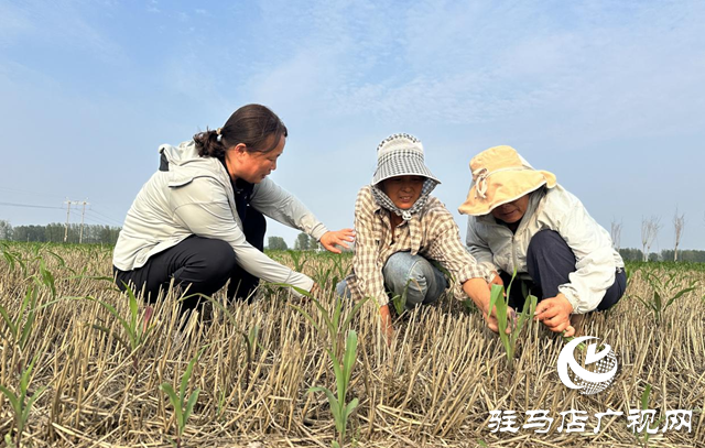 驛城區(qū)農(nóng)技專家田間“把脈” 護(hù)航秋糧生產(chǎn)