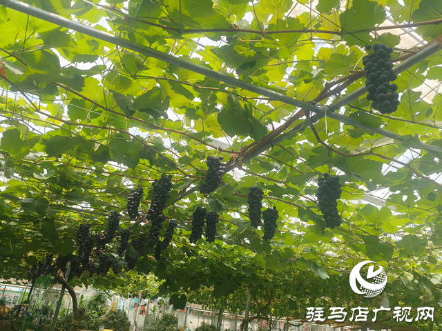 駐馬店天中生態(tài)園:有機瓜果掛滿枝 市民采摘樂田園