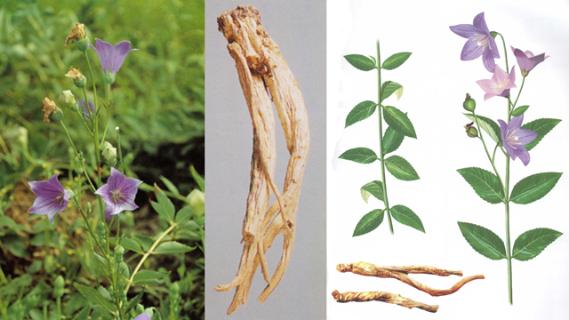 天中道地藥材——桔梗