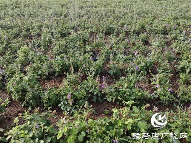 驛城區(qū)朱古洞鄉(xiāng)：特色種養(yǎng)殖產(chǎn)業(yè)激活鄉(xiāng)村振興“新引擎”