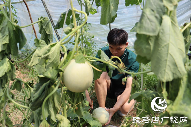 驛城區(qū)香山街道:瓜果飄香喜迎豐收季 “甜蜜經(jīng)濟(jì)”打開(kāi)富民路