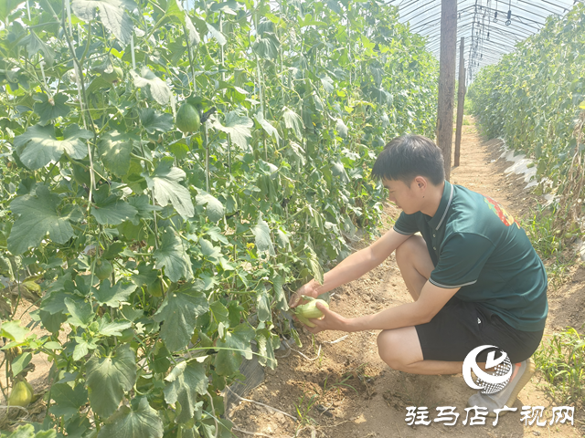 駐馬店天中生態(tài)園:有機瓜果掛滿枝 市民采摘樂田園