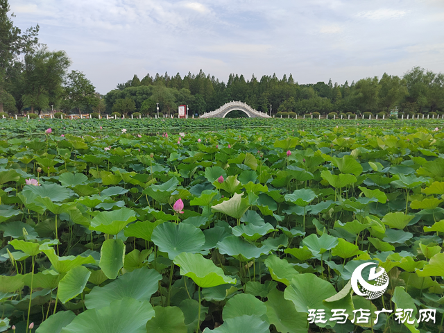 駐馬店：置地公園荷花盛開惹人醉