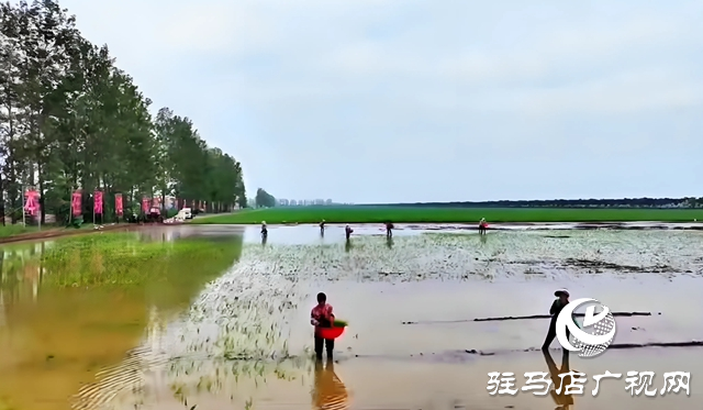 西平縣老王坡：首試水稻種植 開辟鄉(xiāng)村振興新途徑