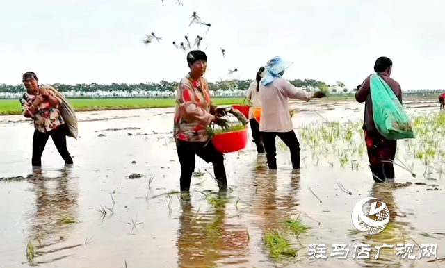 西平縣老王坡：首試水稻種植 開辟鄉(xiāng)村振興新途徑