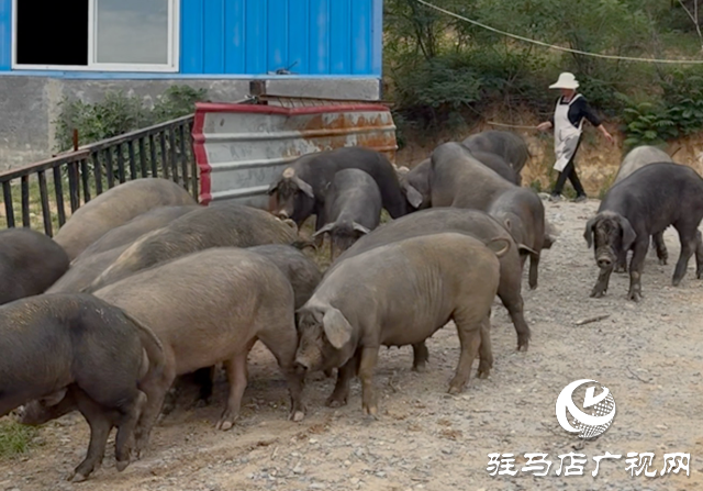 從地標產品到全鏈產業(yè) 確山黑豬養(yǎng)殖模式賦能鄉(xiāng)村振興