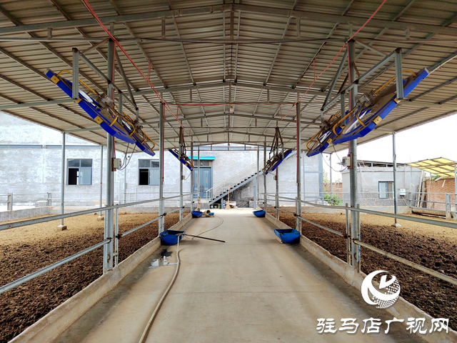 西平縣盆堯鎮(zhèn)：肉牛產(chǎn)業(yè)“牛勁”足 鄉(xiāng)村振興添活力