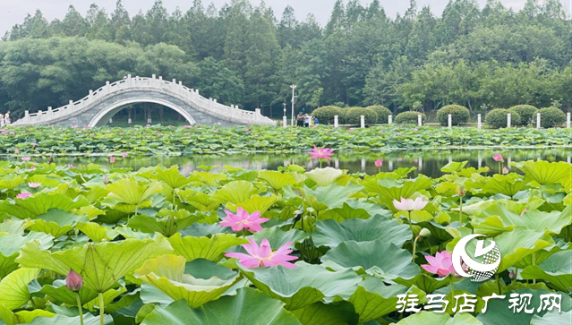 夏日限定！置地公園荷花盛開 成為市民賞荷打卡好去