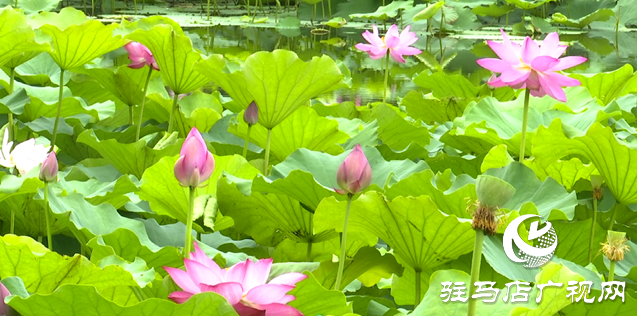 夏日限定！置地公園荷花盛開 成為市民賞荷打卡好去