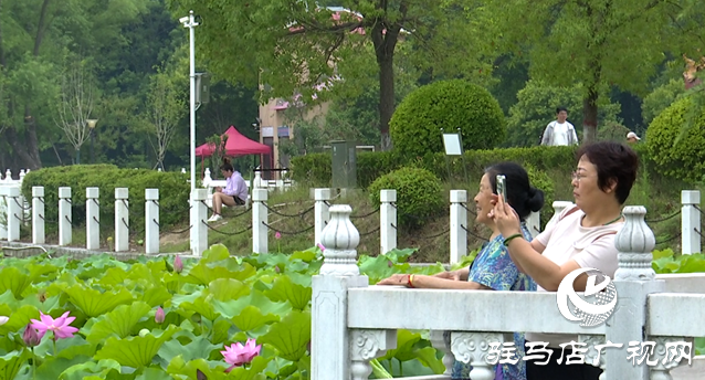 夏日限定！置地公園荷花盛開 成為市民賞荷打卡好去