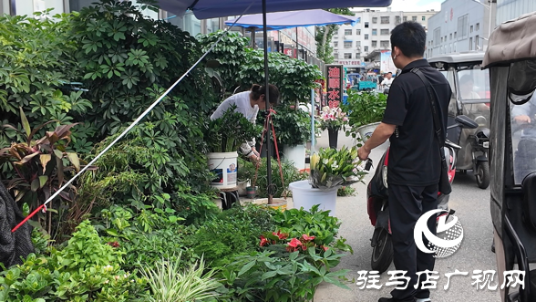 高溫催熱“綠色經(jīng)濟(jì)”夏季綠植銷量激增