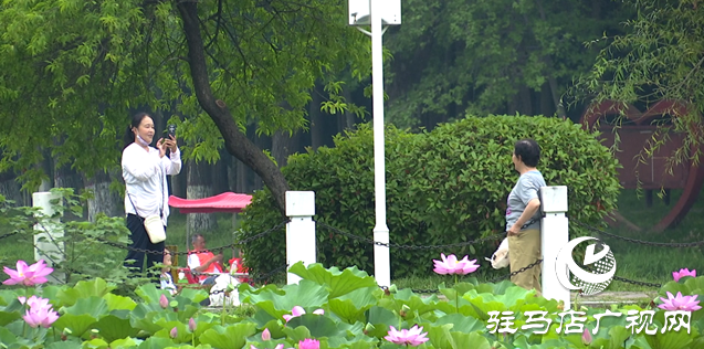 夏日限定！置地公園荷花盛開 成為市民賞荷打卡好去