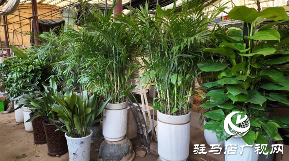 高溫催熱“綠色經(jīng)濟(jì)”夏季綠植銷量激增