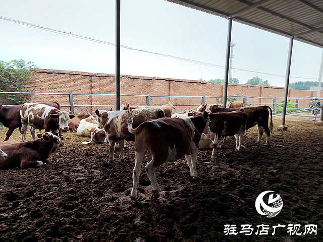 西平縣盆堯鎮(zhèn)：肉牛產(chǎn)業(yè)“牛勁”足 鄉(xiāng)村振興添活力