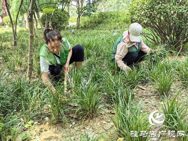 駐馬店經(jīng)濟開發(fā)區(qū)城市管理局：精細管理顯成效 清除雜草美環(huán)境