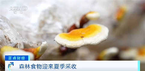 年產(chǎn)量超2億噸！我國多地森林食物迎來夏季采收