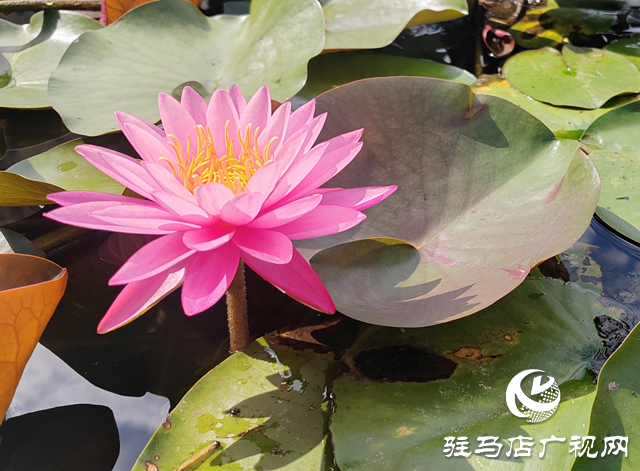 開(kāi)源公園睡蓮綻放引客來(lái) 盛夏限定美景等你邂逅