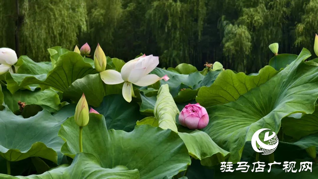 【大美天中】泌陽(yáng)現(xiàn)“水晶天”！漢風(fēng)古韻與湖光云影同框