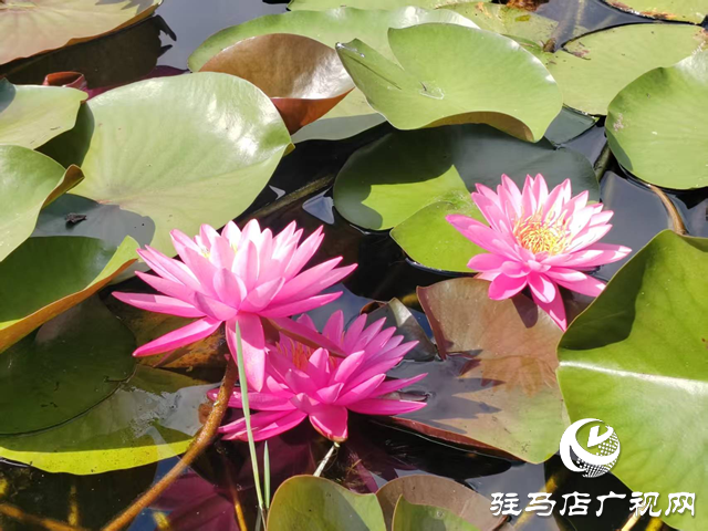 開(kāi)源公園睡蓮綻放引客來(lái) 盛夏限定美景等你邂逅