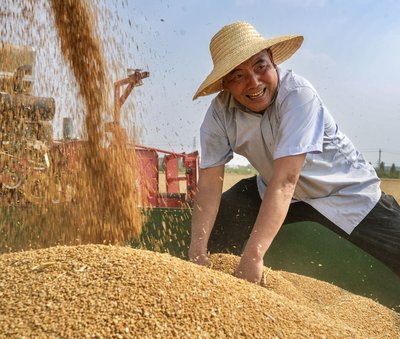 全國累計(jì)收購夏糧超5000萬噸