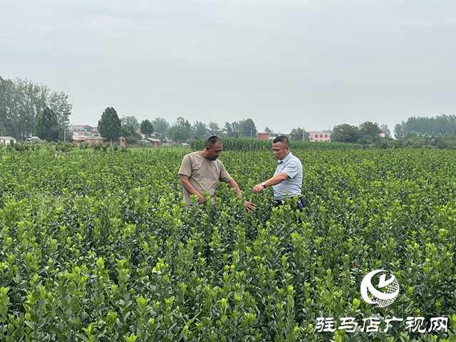 朱樹旗：盤活土地興產(chǎn)業(yè) 實干擔當促振興