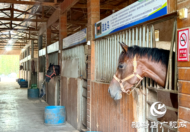 確山樂山驛站:串聯(lián)周邊旅游資源 打造馬術(shù)+文旅新樣本