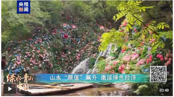 綠水青山的中國丨萬鷺舞云端！河南欒川的生態(tài)蝶變