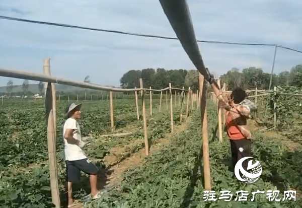 小葫蘆大產(chǎn)業(yè) 特色種植繪就鄉(xiāng)村振興新圖景