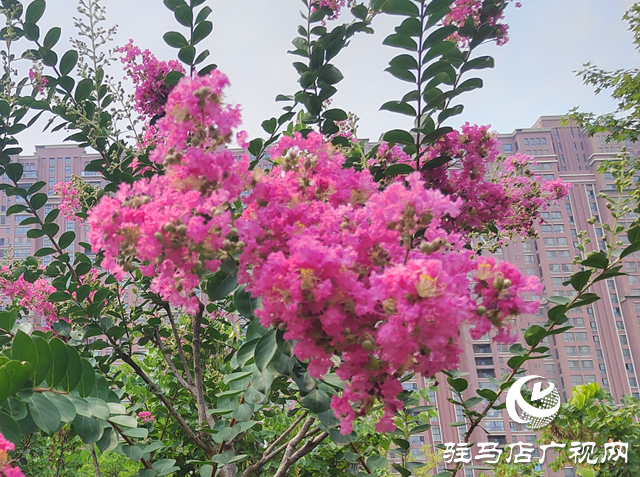 【大美天中】花開盛夏 邂逅一城紫薇的浪漫