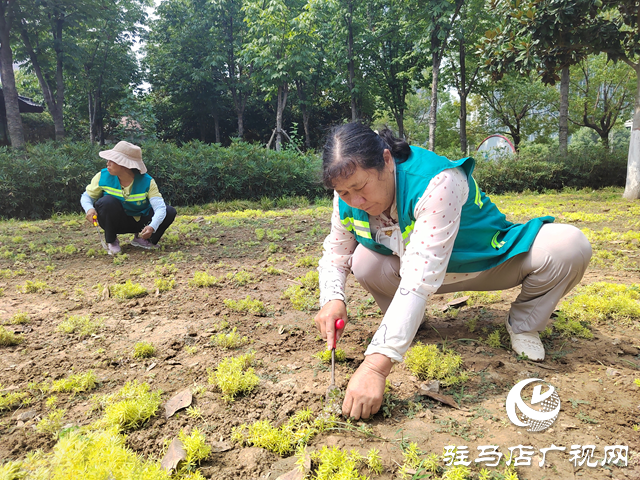 高溫炙烤大地 園林工人用汗水守護(hù)城市綠蔭