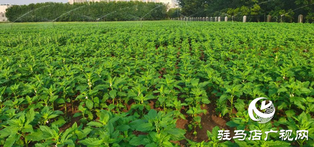 高溫干旱威脅芝麻生長 駐馬店市農(nóng)科院支招科學應對