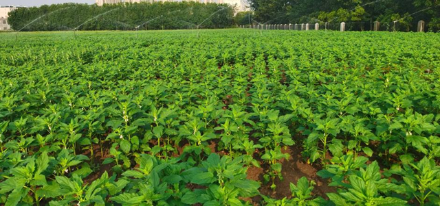 高溫干旱威脅芝麻生長 駐馬店市農(nóng)科院支招科學(xué)應(yīng)對(duì)