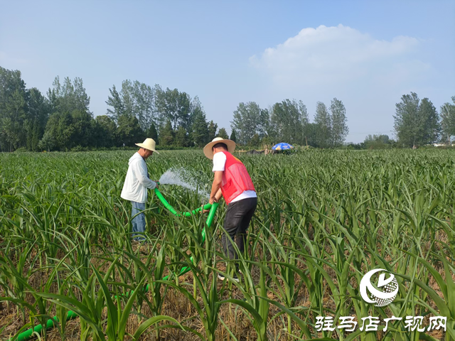 驛城區(qū)關(guān)王廟鄉(xiāng):抗旱保秋 全力守護(hù)“糧袋子”