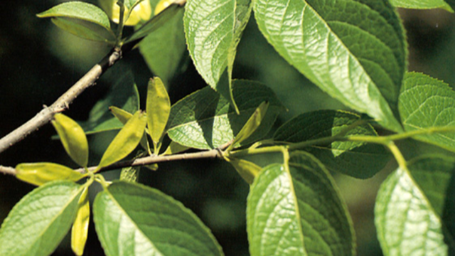 天中的道地藥材——杜仲