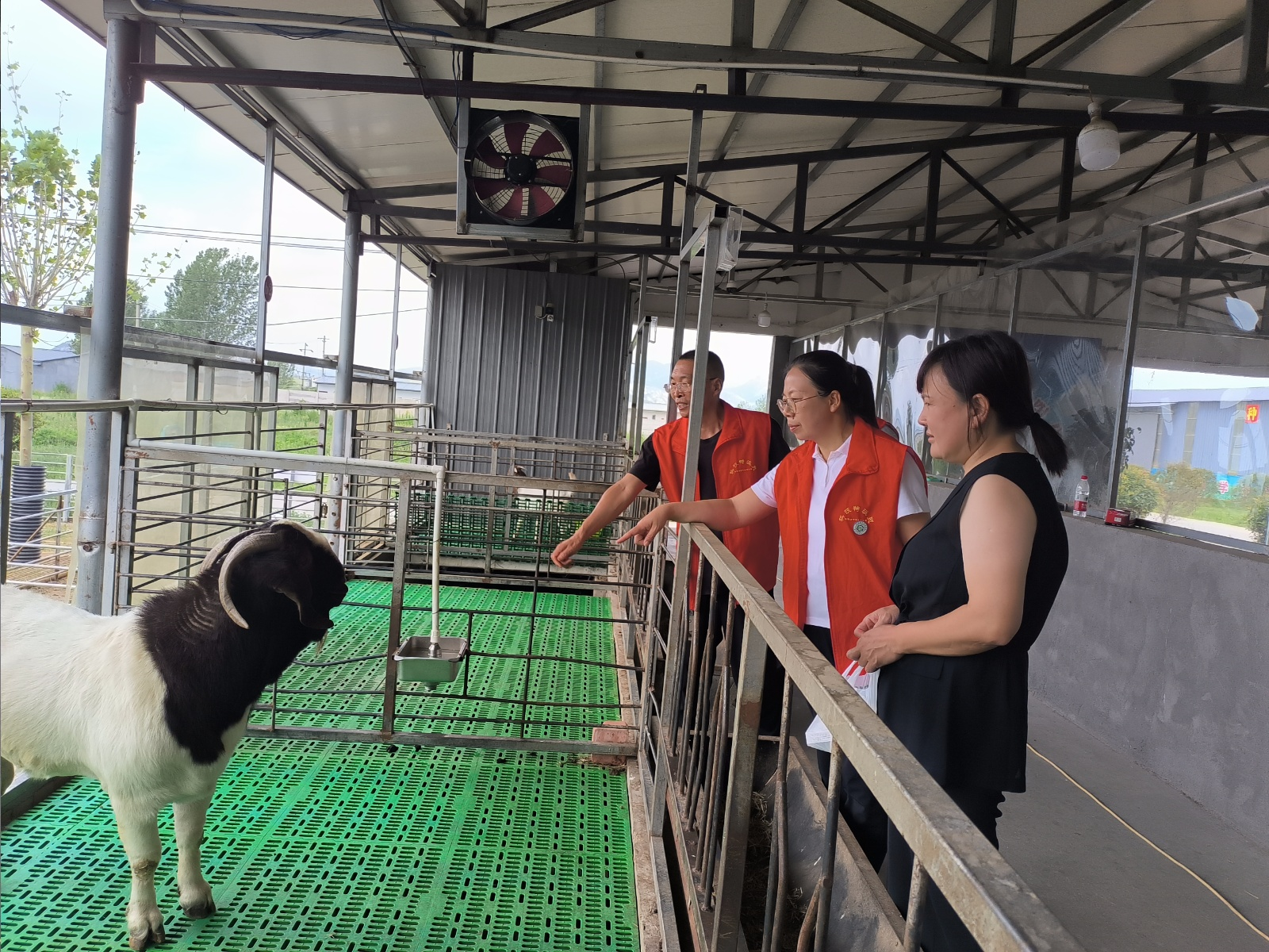 省科技特派員服務(wù)隊(duì)與市動物疫病防控技術(shù)科技志愿服務(wù)隊(duì)深入一線護(hù)航夏季生產(chǎn)