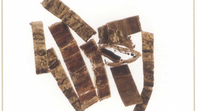 天中的道地藥材——杜仲