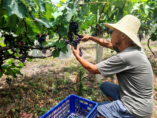 確山縣竹溝鎮(zhèn)肖莊村：葡萄滿枝映荒山 特色種植帶農(nóng)增收