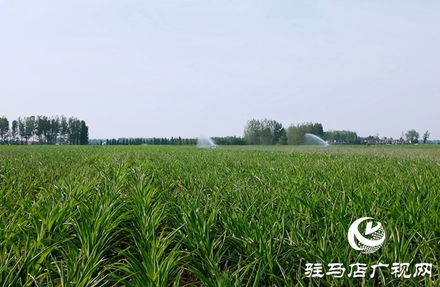  西平縣委書記侯公濤深入部分鄉(xiāng)鎮(zhèn)實(shí)地調(diào)研指導(dǎo)抗旱保收工作