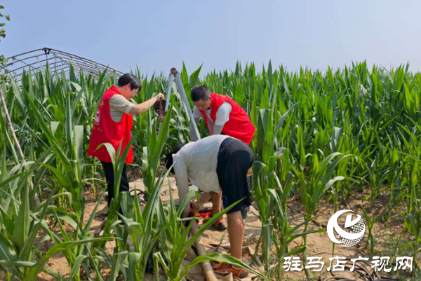  西平嫘祖鎮(zhèn)：黨員干部田間助力，力保秋糧穩(wěn)產(chǎn)