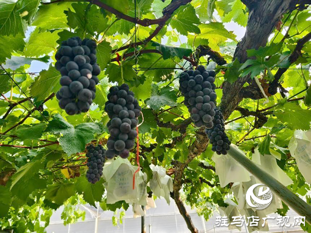 驛城區(qū)水屯鎮(zhèn)：小葡萄串起鄉(xiāng)村致富路