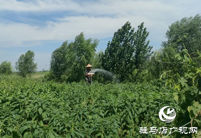 驛城區(qū)香山街道：干群同心抗旱 天坑活水潤(rùn)良田