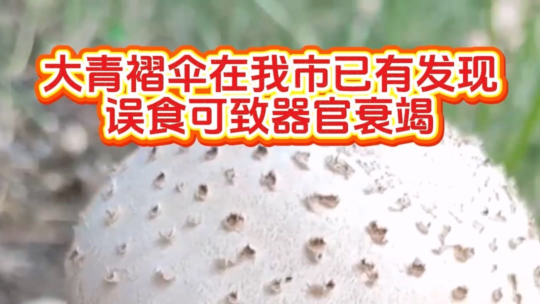 大青褶傘在我市已有發(fā)現(xiàn)，誤食可致器官衰竭