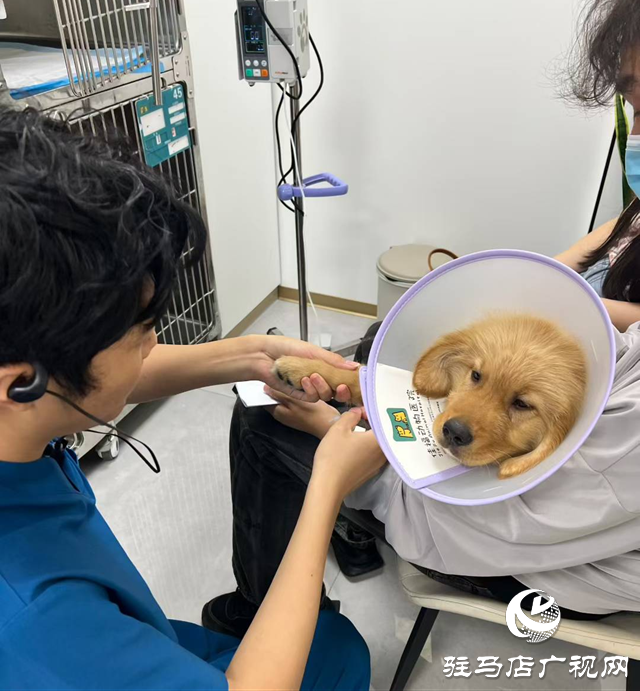 高溫持續(xù) 留守寵物如何安然度夏？