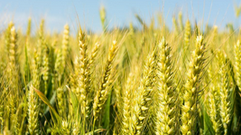 全球首張小麥抗條銹病基因圖譜繪制成功